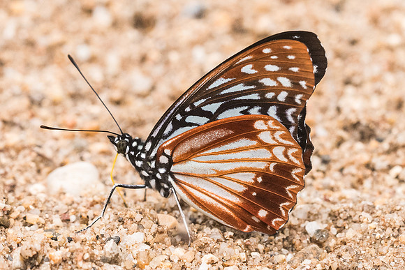 Hestinalis nama -4313- Chiang Dao  - 12/03/23