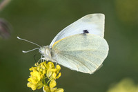 Pieris brassicae-9666