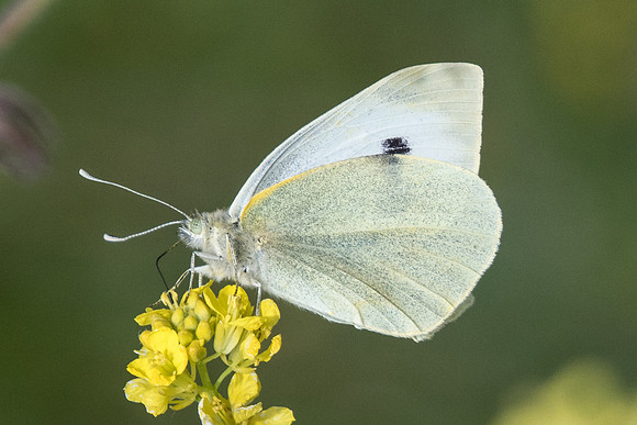 Pieris brassicae-9666