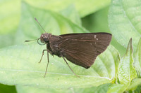 Caltoris bromus-1590 - Chiang Dao - 16/11/23