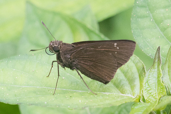 Caltoris bromus-1590 - Chiang Dao - 16/11/23