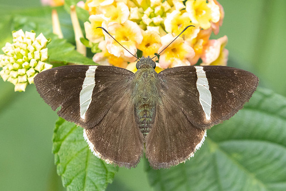Autochton bipunctatus-5886