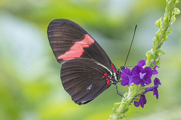 Heliconius melpomene-8544 - Cartagena - 1/06/24