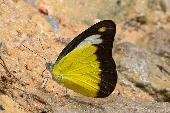 Appias lyncida-9843