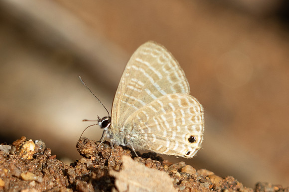 Nacaduba sp-5391