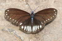 Cyclosia imitans-5587