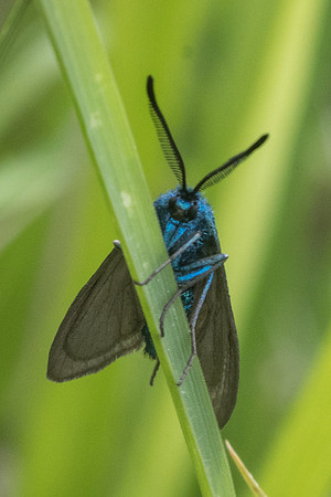 Adscita sp-6973