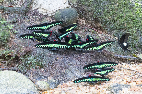 Trogonoptera brookiana-0225