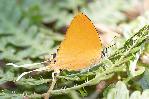 Ticherra acte-5560 - Doi Suthep 1180m - 27/03/25