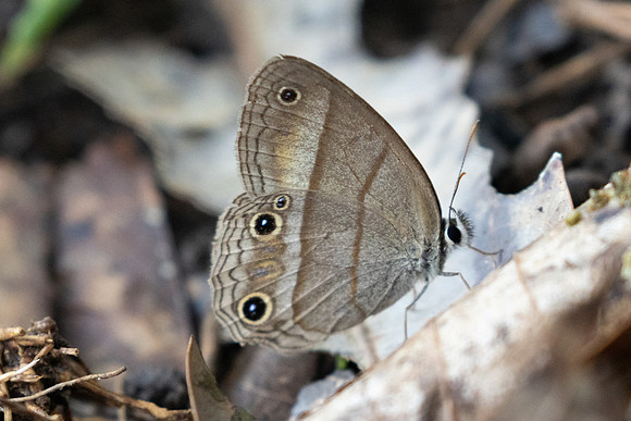 Cissia pompilia-3071 - Barichara - 9/06/24