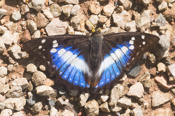 Mimathyma ambica miranda-1483 - Chiang Dao - 14/11/23