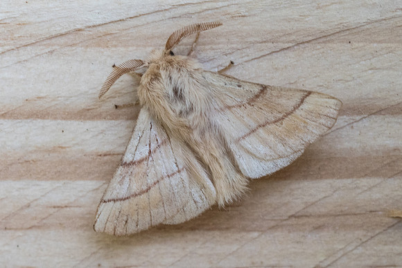 Malacosoma neustria L Frayssinet-le-Gélat - 9653 - 24/06/23