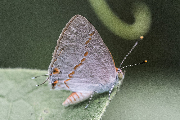 Ministrymon janevicroy-5713