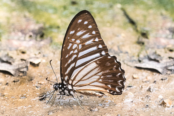 Graphium macareus burmensis -0021 - Chiang Dao  - 11/03/23