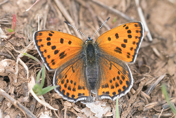 Lycaena thersamon-0479