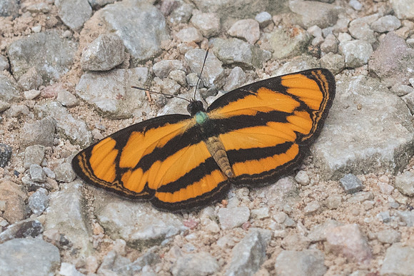 Pantoporia paraka id-1489 - Chiang Dao - 16/11/23