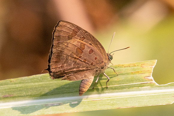Arhopala agaba-6741