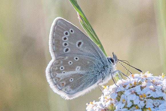 Aricia nicias-9502 - Termignon - 16/07/22