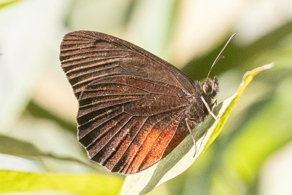 Pedaliodes manis-6317