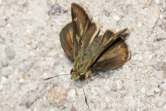 Halpe hauxwelli-4483 - Doi Inthanon - 24/03/25