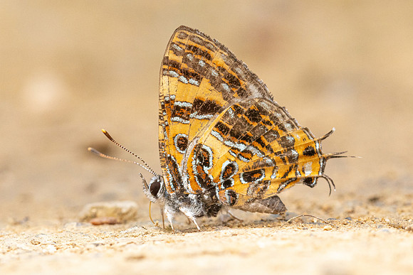 Catapaecilma subochrea-3266- Chiang Dao - 19/03/24