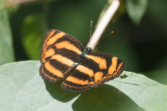 Lasippa heliodore-8303 - Koh Samui - 16/03/23