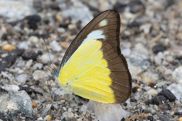 Appias lyncida-8263