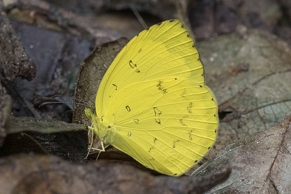 Eurema hecabe-4755 - Phanom Bencha Mountain Resort - 23/11/23