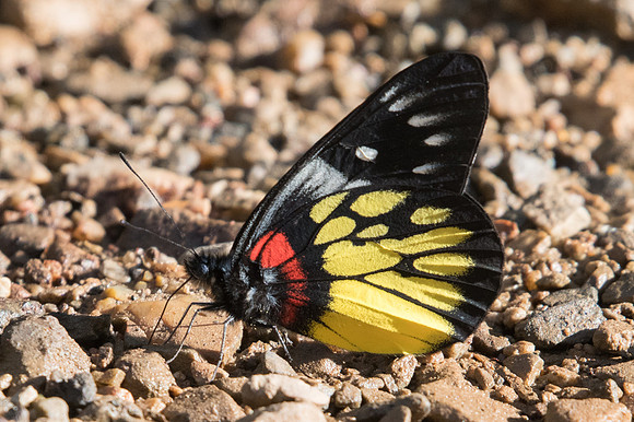 Delias pasithoe-1752 - Chiang Dao- 15/11/23