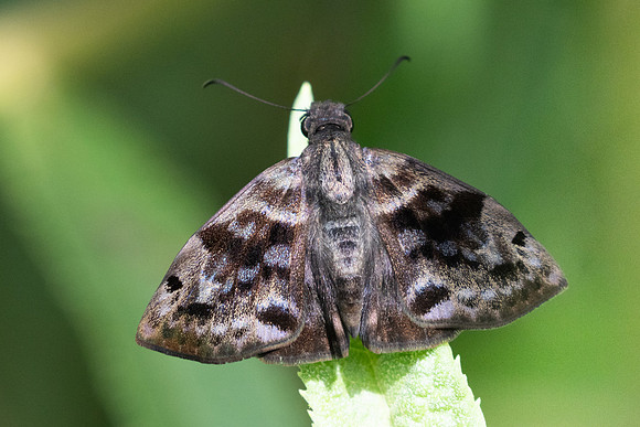 Ebrietas anacreon-3295