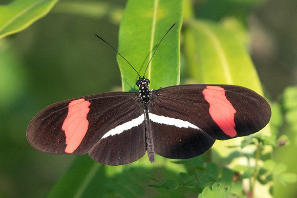 Heliconius erato petiverana-3258