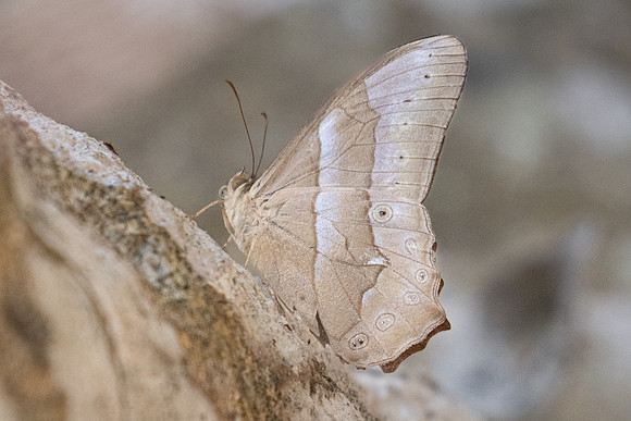 Lethe mekara crijnana-5472 - Doi-Suthep - 9/03/23
