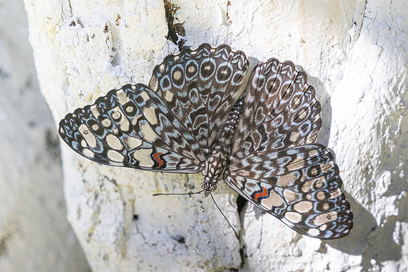 Hamadryas feronia-4362
