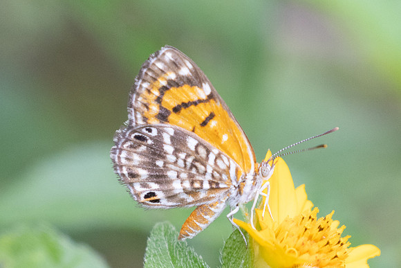 Aricoris erostratus-8463
