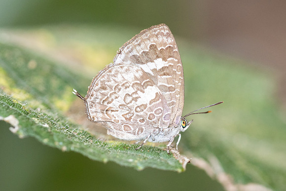 Arhopala paraganesa-4968