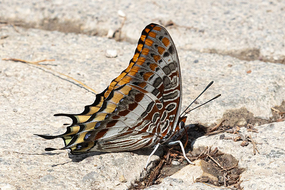 Charaxes jasius-1483 - Antalya, Goynuk canyon - 19/09/24