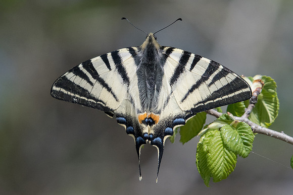Iphiclides poladirius-8680 - Route Paranestiou Sidironerou - 15/04/22
