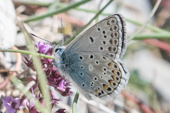 Polyommatus escheri-3735 - Col de la Cayolle - 5/07/21