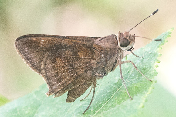 Cymaenes odilla-6019