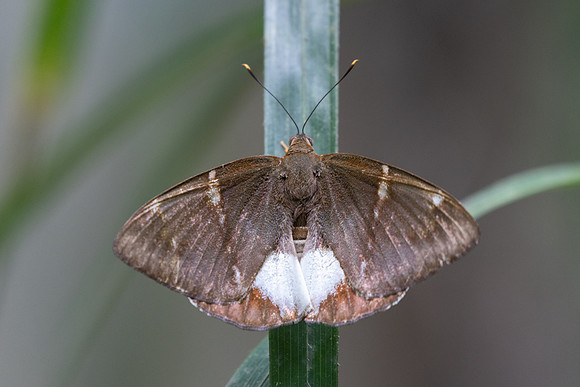 castniomera atymnius nuit-8385