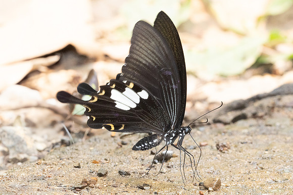 Papilio chaon-3523 - Chiang Dao - 19/03/24