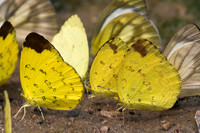 eurema simulatrix-1621- Chiang Dao  - 11/03/23