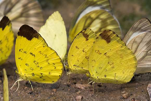 eurema simulatrix-1621- Chiang Dao  - 11/03/23