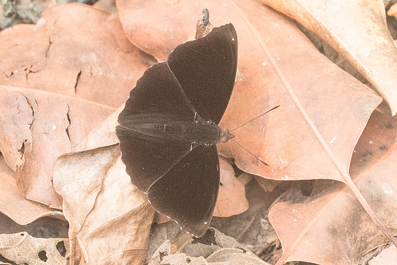 Rohana parisatis pseudosiamensis-4335 - Chiang Dao - 12/03/23