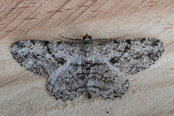 Peribatodes rhomboidaria_9614