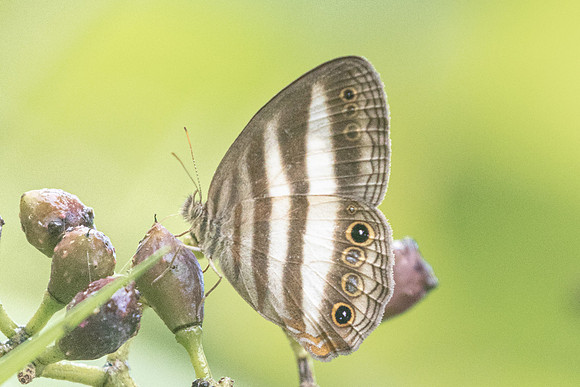 Pareuptychia ocirrhoe-5012