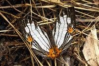 Cyrestis maenalis-8406 - Fraser's hill - 10/03/25