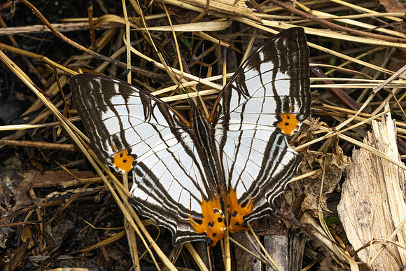 Cyrestis maenalis-8406 - Fraser's hill - 10/03/25