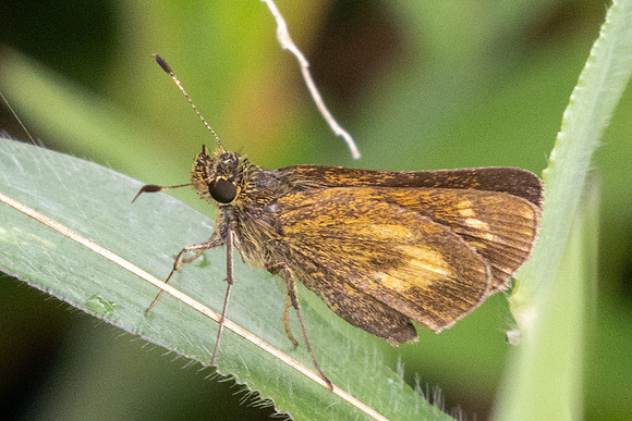 Corticea lysias-5661