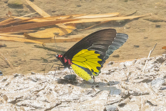 Troides helena-2679